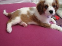 3 aylık cavalier king charles yavrumuz