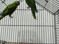CÜCE MACAW YEŞİL RENK SON 2 ADET KALDI