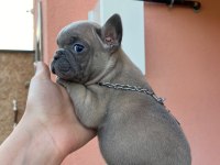 EGZOTİC BLUE KALİTELİ FRENCH BULLDOG BEBEKLER