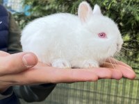 ORİJİNAL HOLLANDA CÜCE TAVŞAN