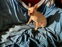 French bulldog dişi 5 aylık