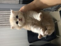 Chinchilla 2 erkek yavru