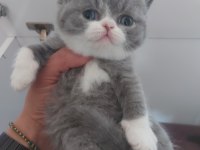 Blue Dişi Erkek Brıtısh Shorthaır Yavrularımız