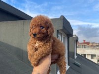 Safkan Red Toy Poodle Yavrumuz