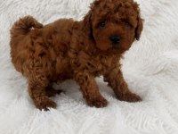 Kore teacup poodle erkek yavrular
