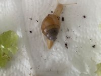 Dev afrika salyangozu rodatzi jadatzi albino