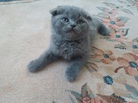 Minnoş scottish fold kedim