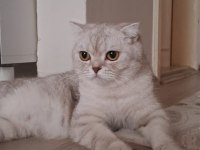 Damızlık dişi british shorthair
