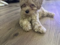 Evde büyüyen tuvalet eğitimli maltipoo yavrular