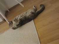 8 aylık aşıları tam british shorthair