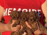 TEACUP BOY KOREAKAN TOY POODLE BEBEKLER KG GARANTİLİ
