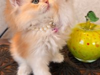 GOLDEN NY12 BRİTİSH LONGHAİR SAFKAN BEBEK