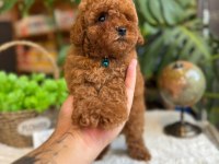 LİTTLEPAWS FARKIYLA ORJİNAL RED TOYPOODLE