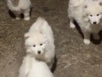 Samoyed yavrularımız sağlık ve ırk garantilidir