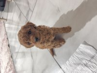 Oyuncu poodle yavrularımız yeni sahiplerini arıyor