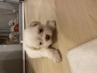 35 günlük shih tzu yavrular