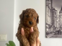 Orjinal teacup toy poodle dişi yavrular