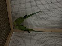 Pakistan Papağanı Çift
