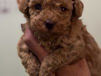 Kore Kan Poodle Teacup