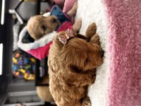 Harika maltipoo yavrularım