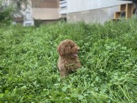 MİNYATÜR POODLE ERKEK