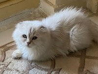 Scottish fold longhair
