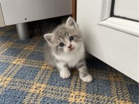Kedilerimiz Ömürlük Yuva Arıyorlar