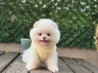 Yavru Pomeranian Booları