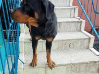 Kalite rottweiler