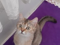 British shorthair evcilmen kedimiz