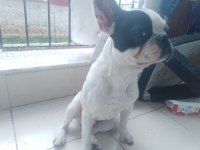 8 aylık çok akıllı bir french bulldog ismi pablo