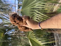 Irk Ve Sağlık Garantili Poodle bebekler