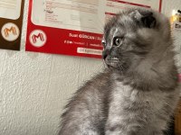 Scottish fold kedimiz için ulaşın