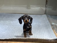 Sosis Irkı Dachshund Yavrularımız Çiftlikten Sizlerle