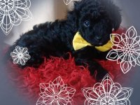 Evde bakılabilecek tek ırk toy poodledir