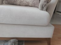 2 haftalık british longhair yavru