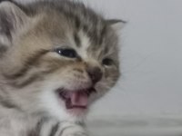 Scottish fold yeni yuva için hazırız