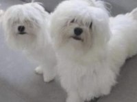 Safkan Maltese Yavruları