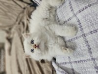 İran chinchilla 2 aylık