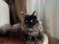 Saf kan şecereli xxxl maine coon son yavru