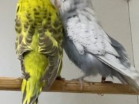 Show Jumbo Muhabbet Kuşu