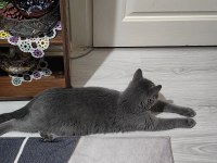British shorthair kedimiz