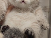 British longhair kedisi