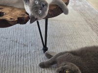 BRİTİSH SHORTHAİR BLUEPOİNT KEDİMİZ
