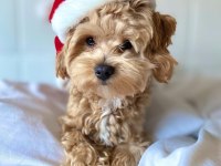 BİRİNCİ SINIF MALTİPOO YAVRULARI