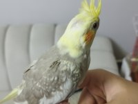 Ele Alışık Evcil Sultan Papağanı Yavruları 1.5 2Aylık