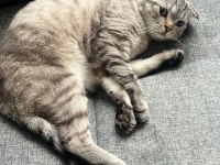 Canım British shorthair Oğlum Pabloya kalıcı yuva arıyoruz