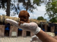 Teucap Kore red poodle bebişler hazırda