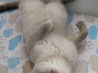 Scottish fold blue point (orijinal) 1 yaşında