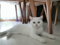 3 buçuk aylık british shorthair